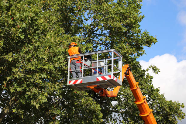 Best Emergency Tree Service  in Benld, IL